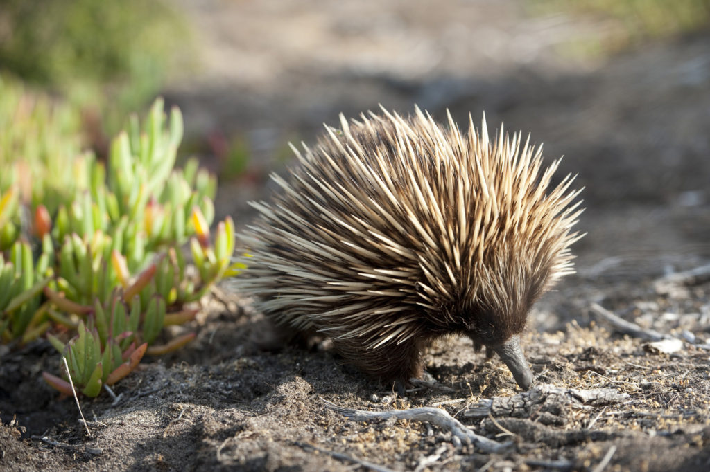 Andrew Halliday Dyrke motion krydstogt Nature and Wildlife - Kangaroo Island official website | Authentic Kangaroo  Island