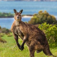 Brand Partners Kangaroo Island Official Website