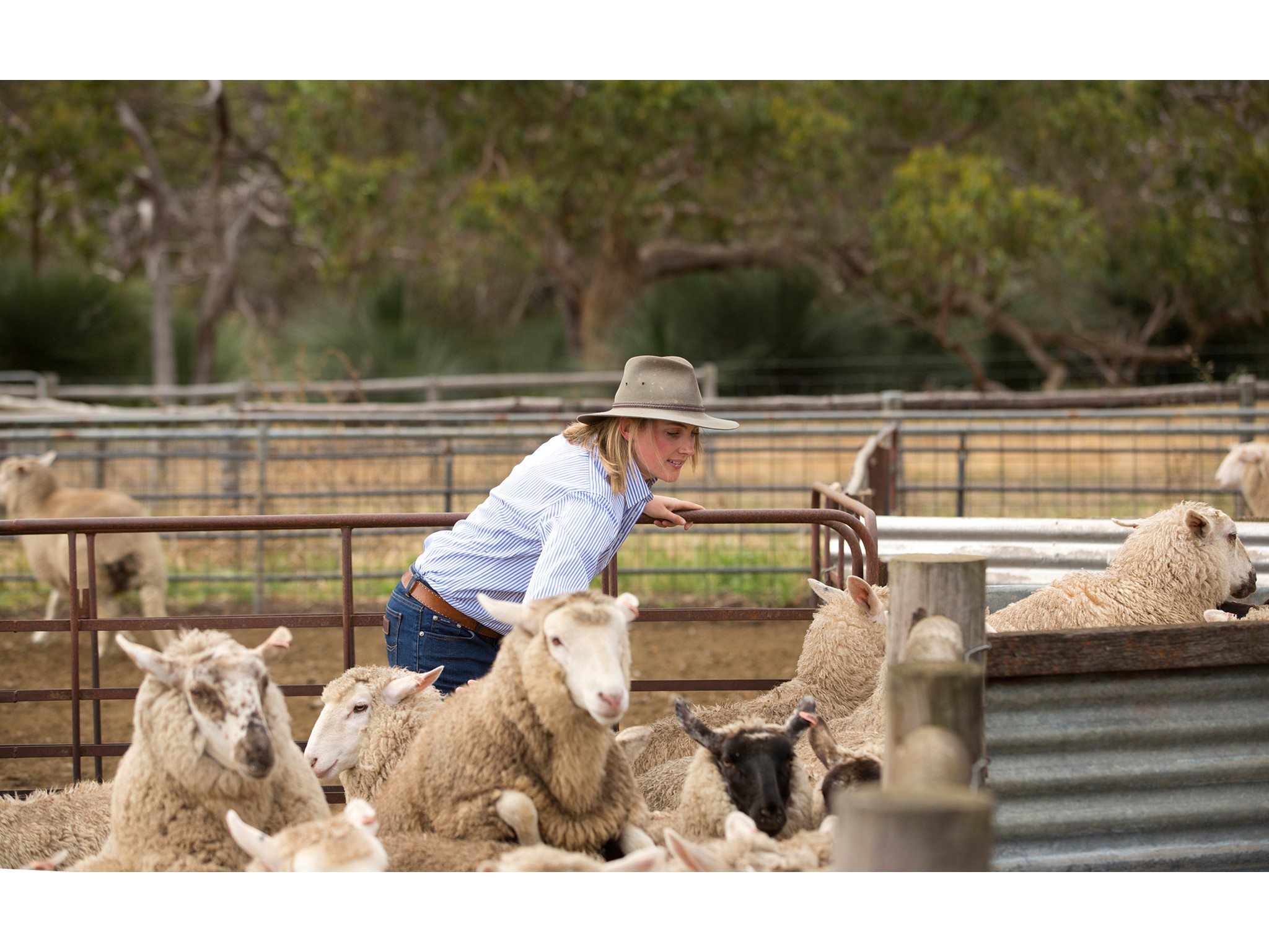 Meat Processing Possibilities For Island - Kangaroo Island Official ...